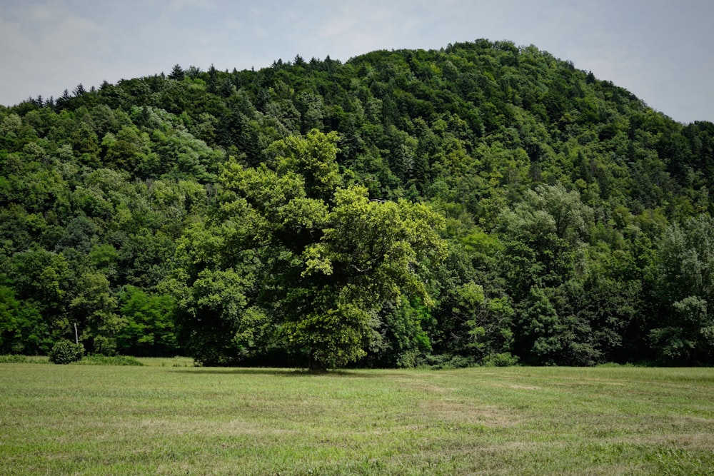 hohe Bäume