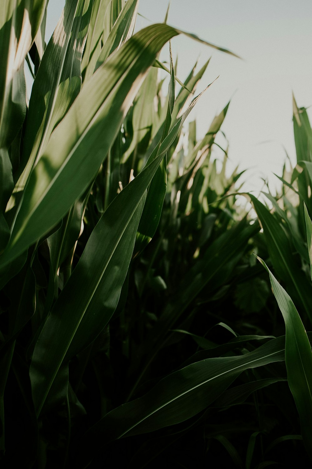 green corn plants