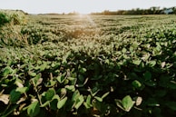 Lush green fields of medicinal plants growing under the warm Indian sun.