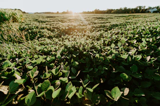 A warm, sunlit field with healthy green crops stretching towards the horizon under a clear sky.