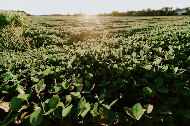 A warm, sunlit field with healthy green crops stretching towards the horizon under a clear sky.