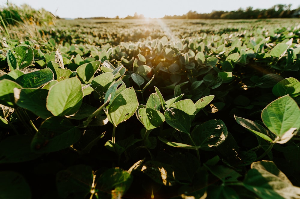 green-leafed plants