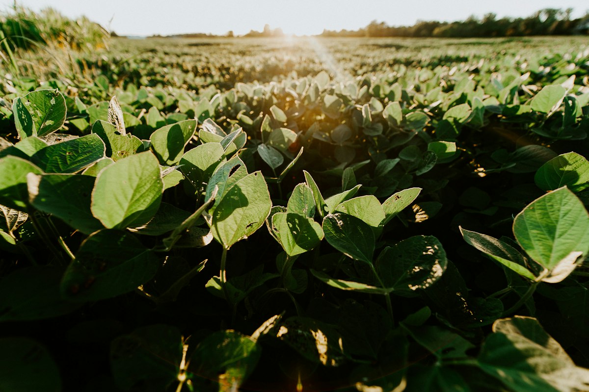 Green soybean field rows under a blue sky