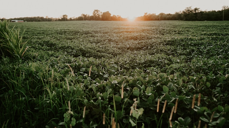 plant field under white sky