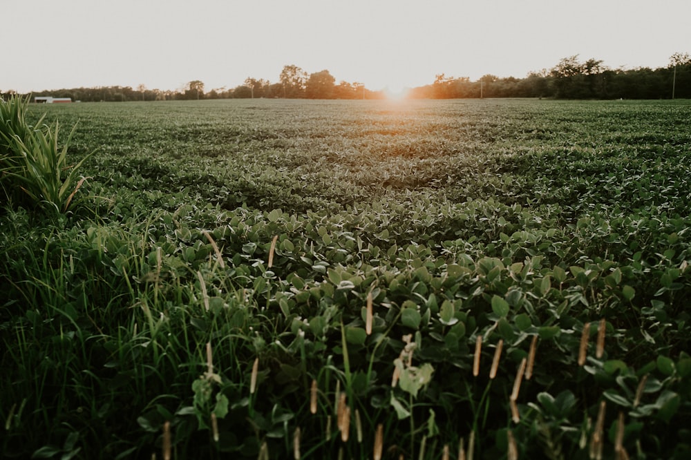 Campo de plantas bajo el cielo blanco