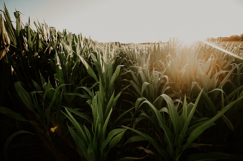 corn field