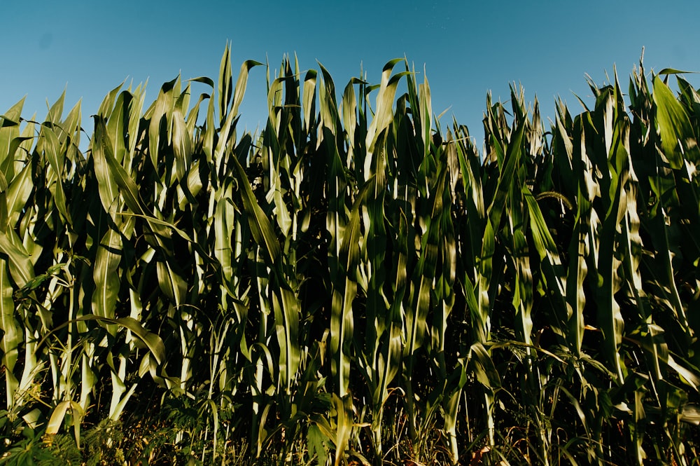 piante a foglia verde