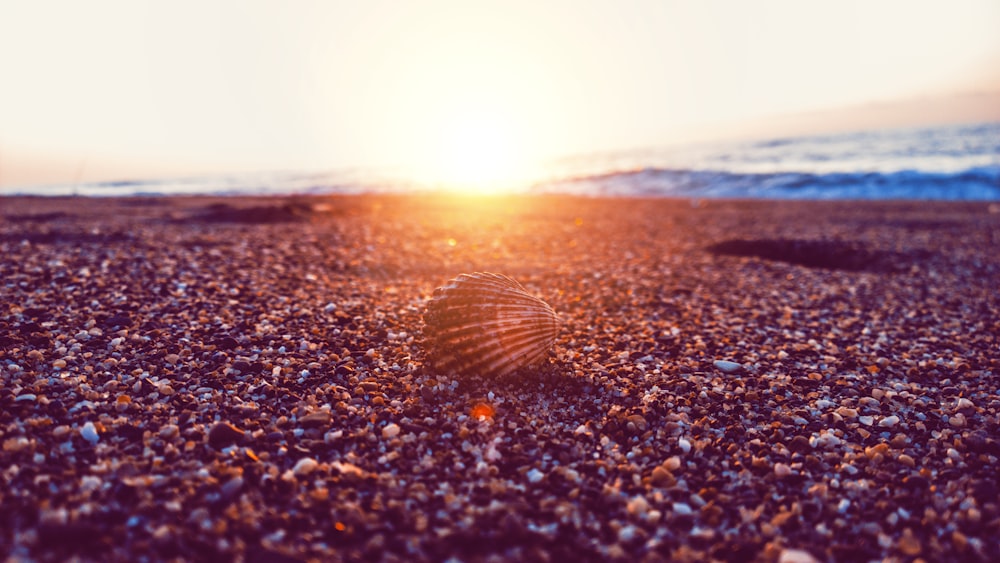 clam shell on pebbles by the sea