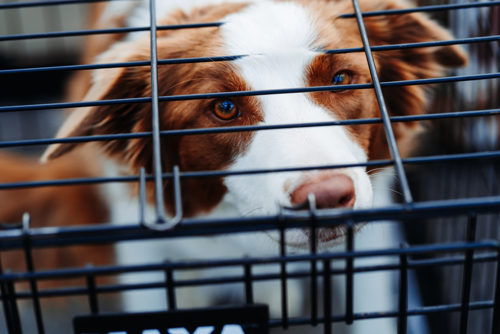 Dog securely inside a pet travel crate for shipping