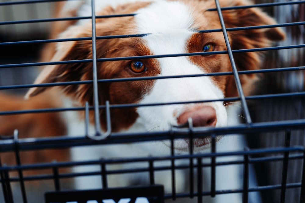 short-coated tan and white dog inside dog crate