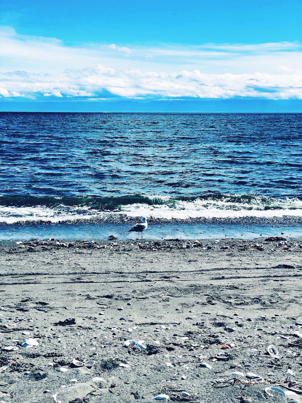 seagull on seashore at daytime