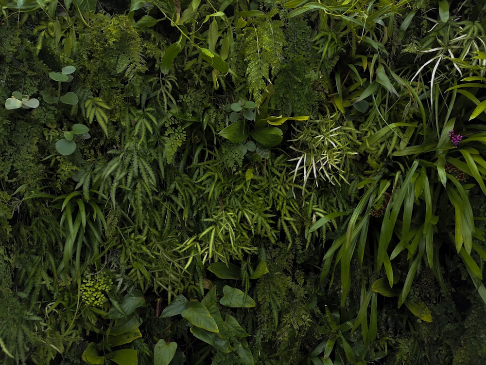 green leafed plants and trees