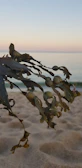 Close-up of fresh salicornia plants growing wild along the Gargano coast at sunrise
