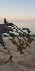 A close-up of seaweed with bulbous pods against a backdrop of sandy beach and calm sea. The horizon is visible with a pastel-colored sky, creating a serene coastal scene.