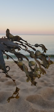 A close-up of seaweed with bulbous pods against a backdrop of sandy beach and calm sea. The horizon is visible with a pastel-colored sky, creating a serene coastal scene.
