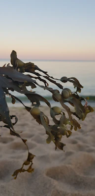 Close-up of fresh salicornia plants growing wild along the Gargano coast at sunrise