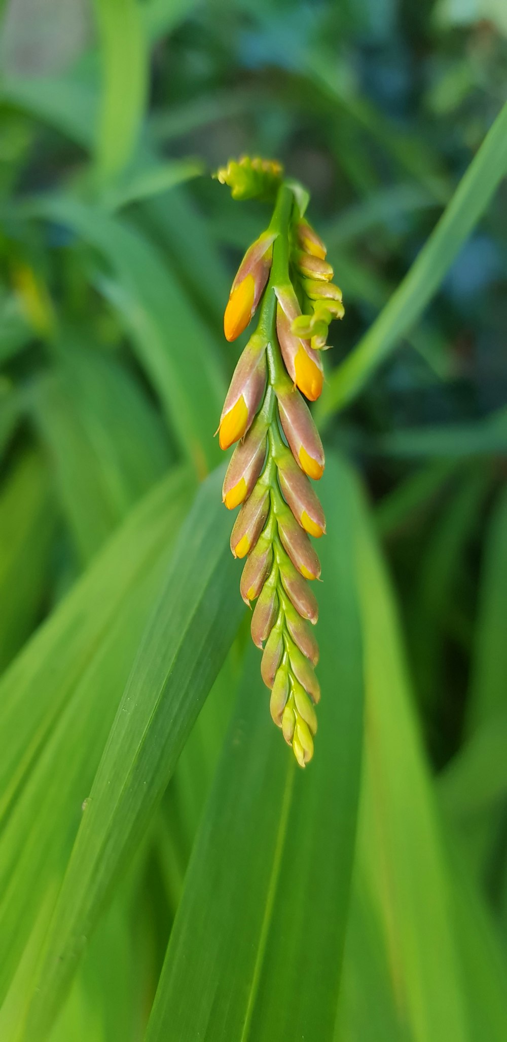 purple-petaled flowers