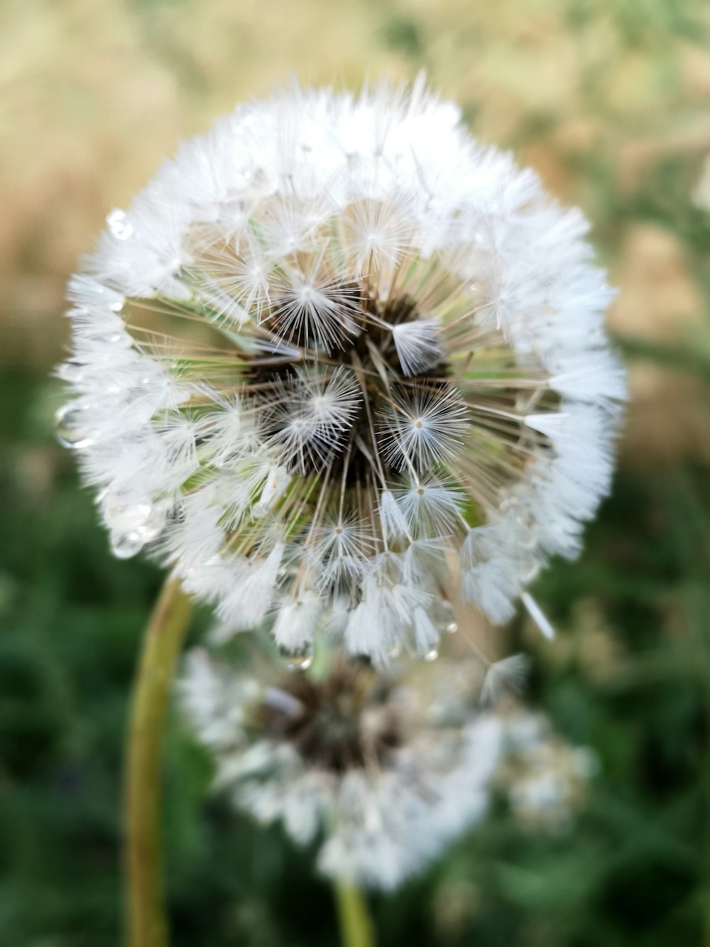white dandelion in close up photo