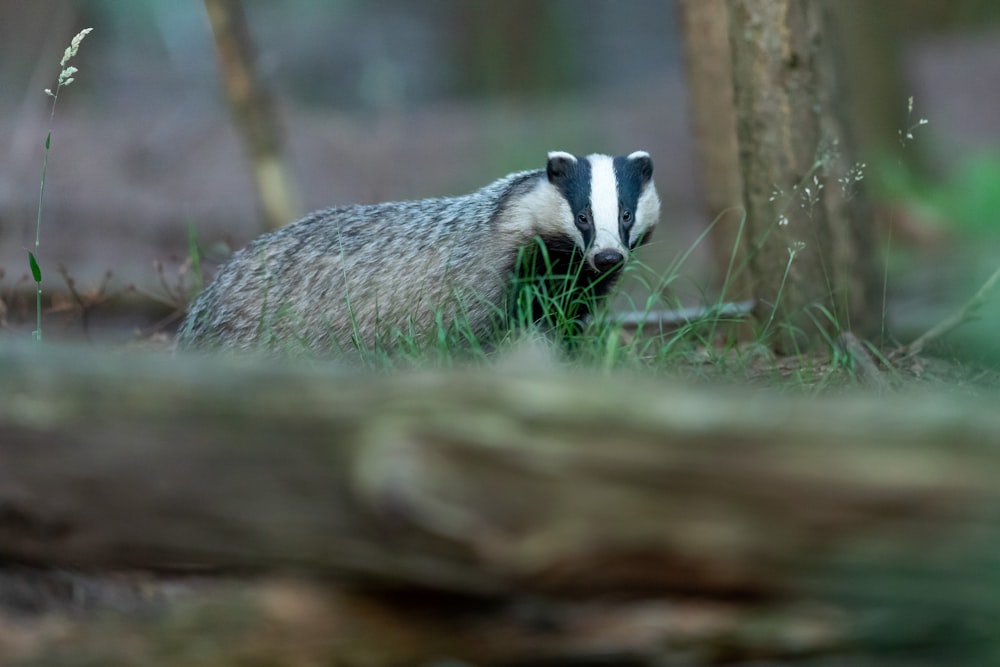 gray animal on selective focus photography