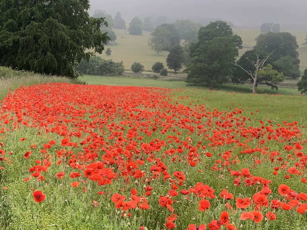 red petaled flowers field