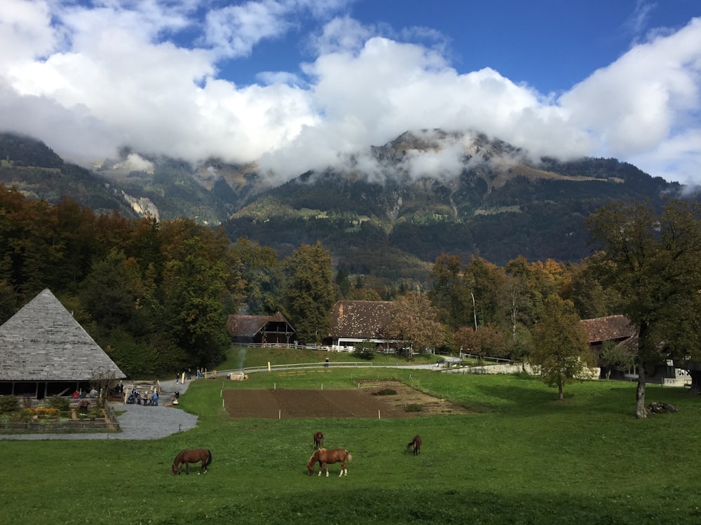 horse grazing surrounded with houses