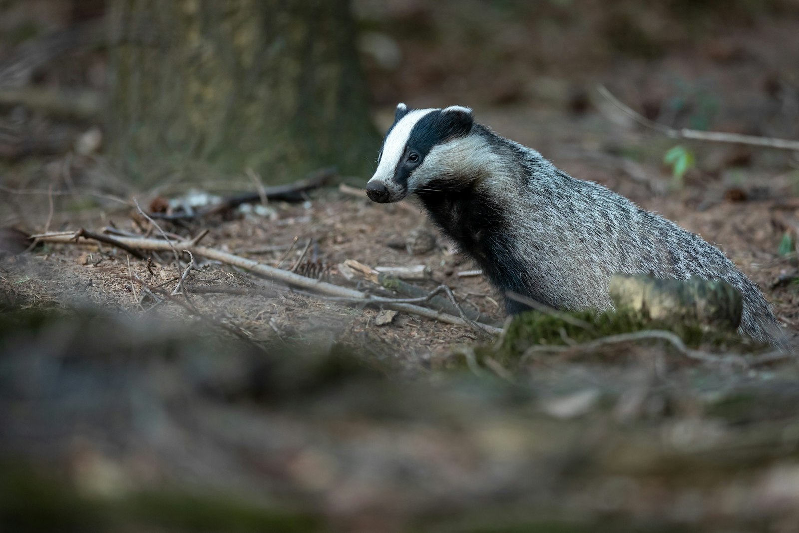 Canon EF 400mm F2.8L IS II USM sample photo. Gray animal on focus photography