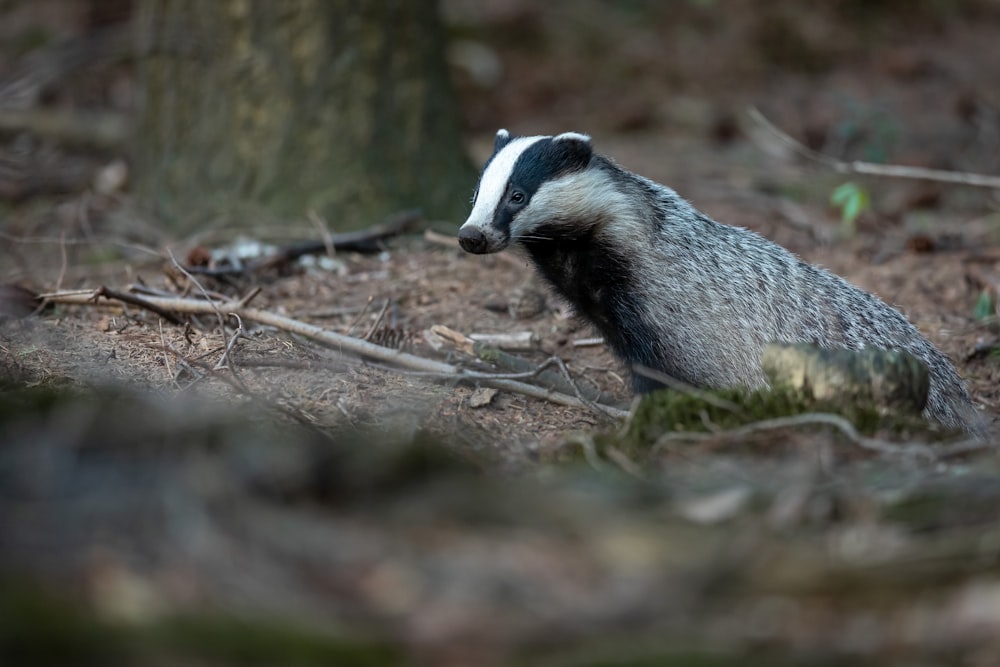 gray animal on focus photography