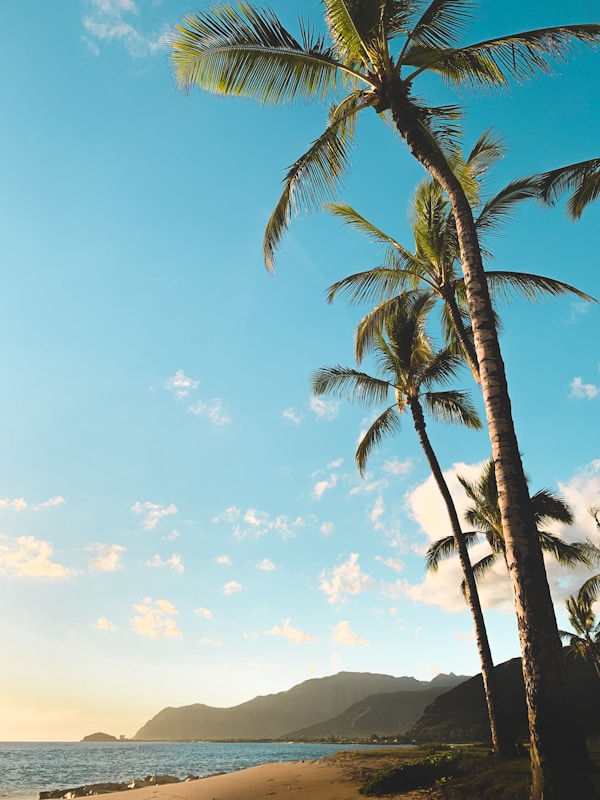 Essential Honolulu Travel Guide