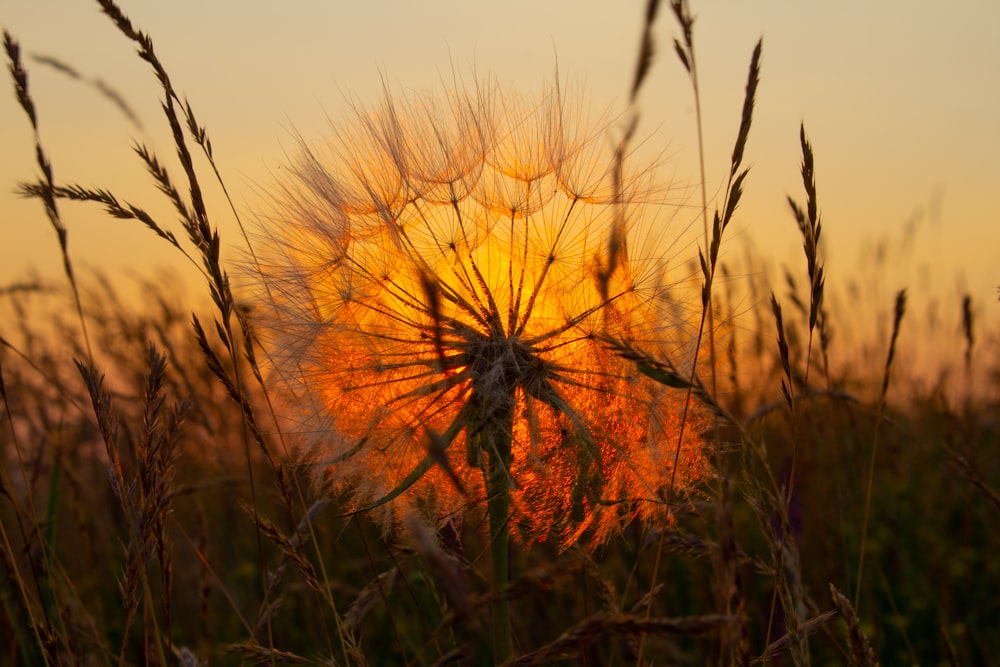 white dandelion flower