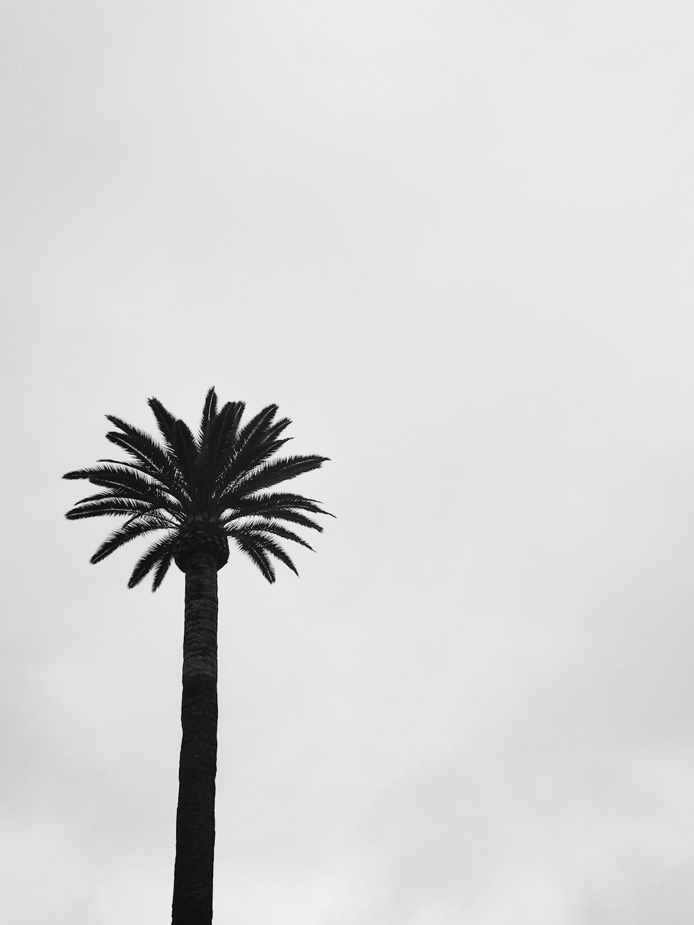 green palm tree at daytime