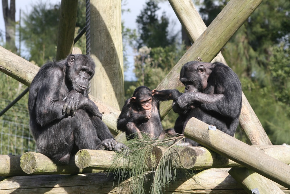 three grey monkey close-up photography