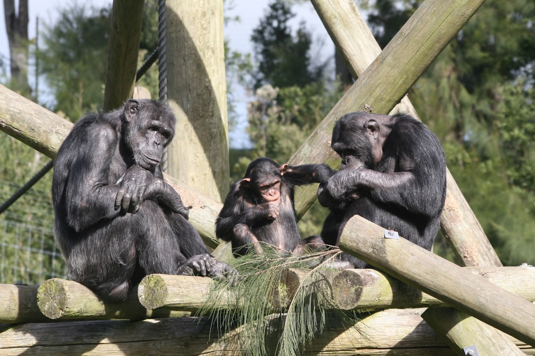  three grey monkey close up photography chimpanzee