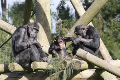 three grey monkey close-up photography ape google meet background
