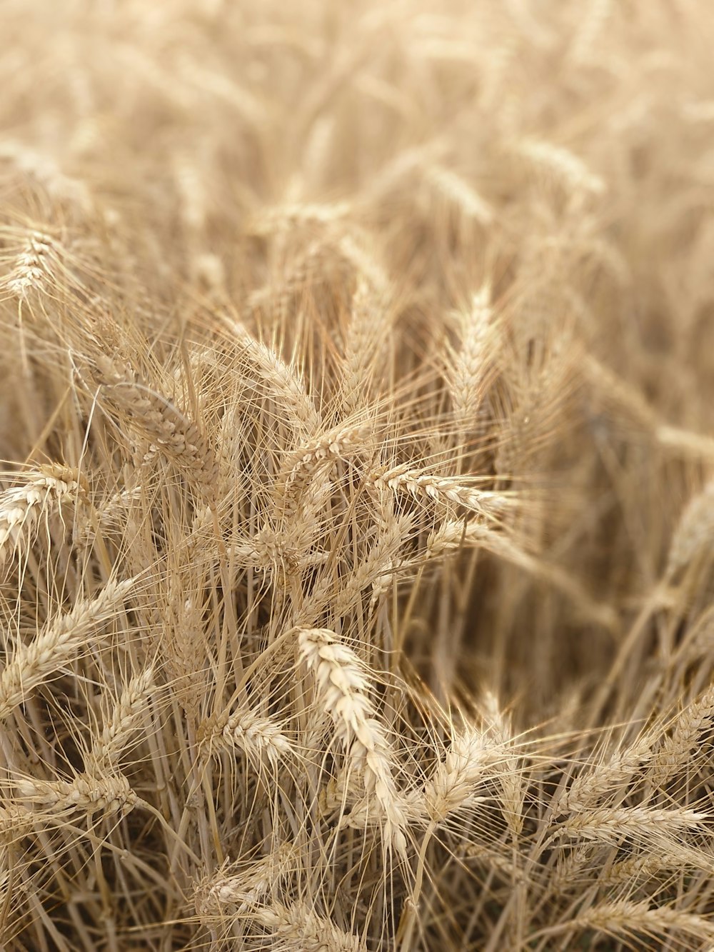 brown wheat field