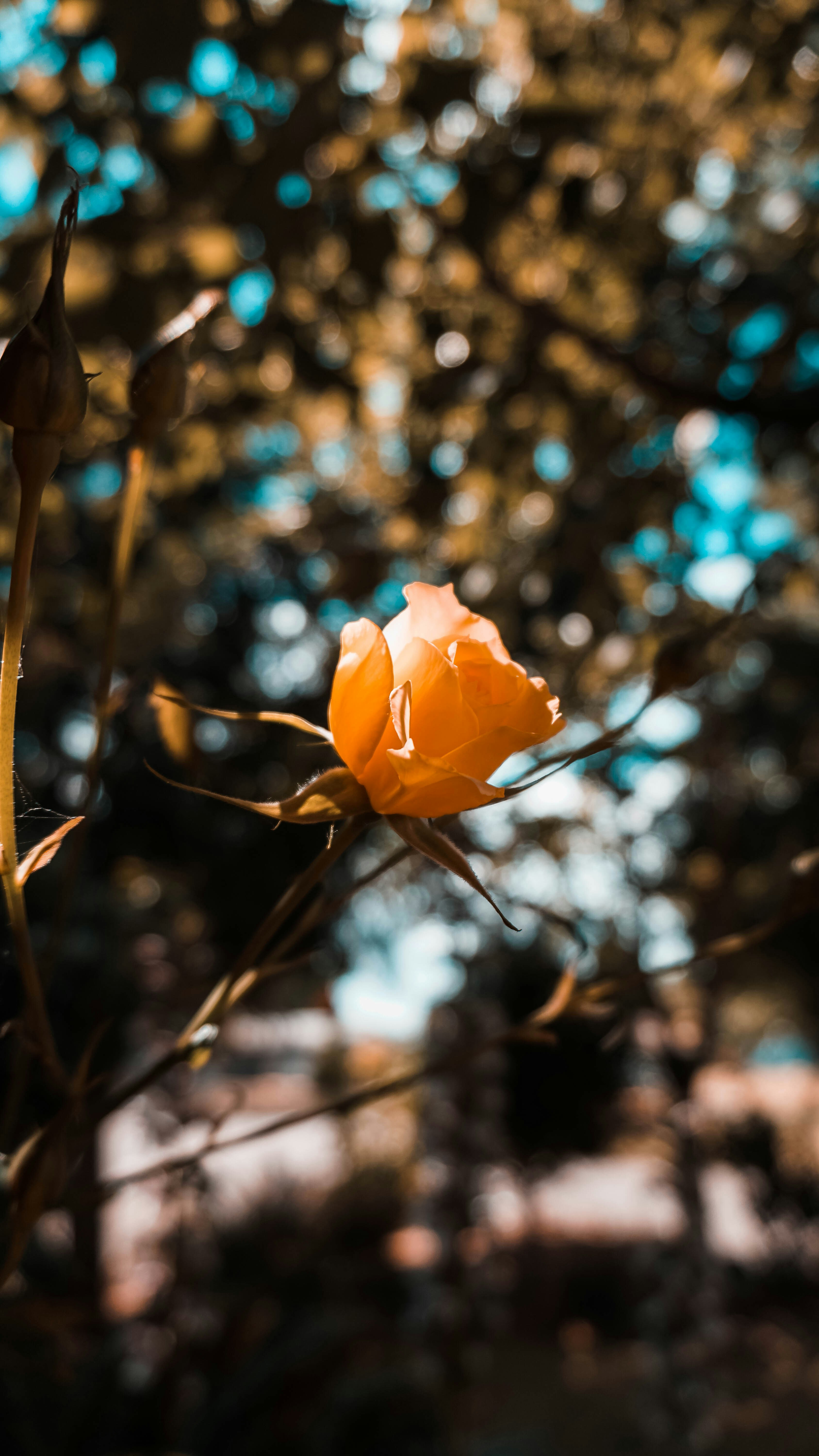 Photo by jakephotographer