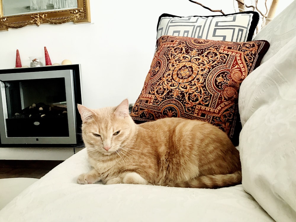 orange cat on sofa