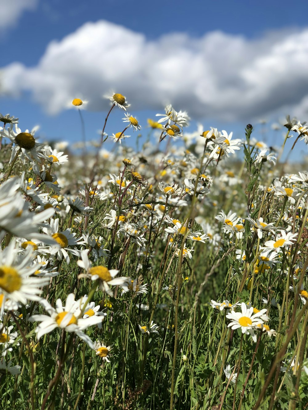 white daisy flower field