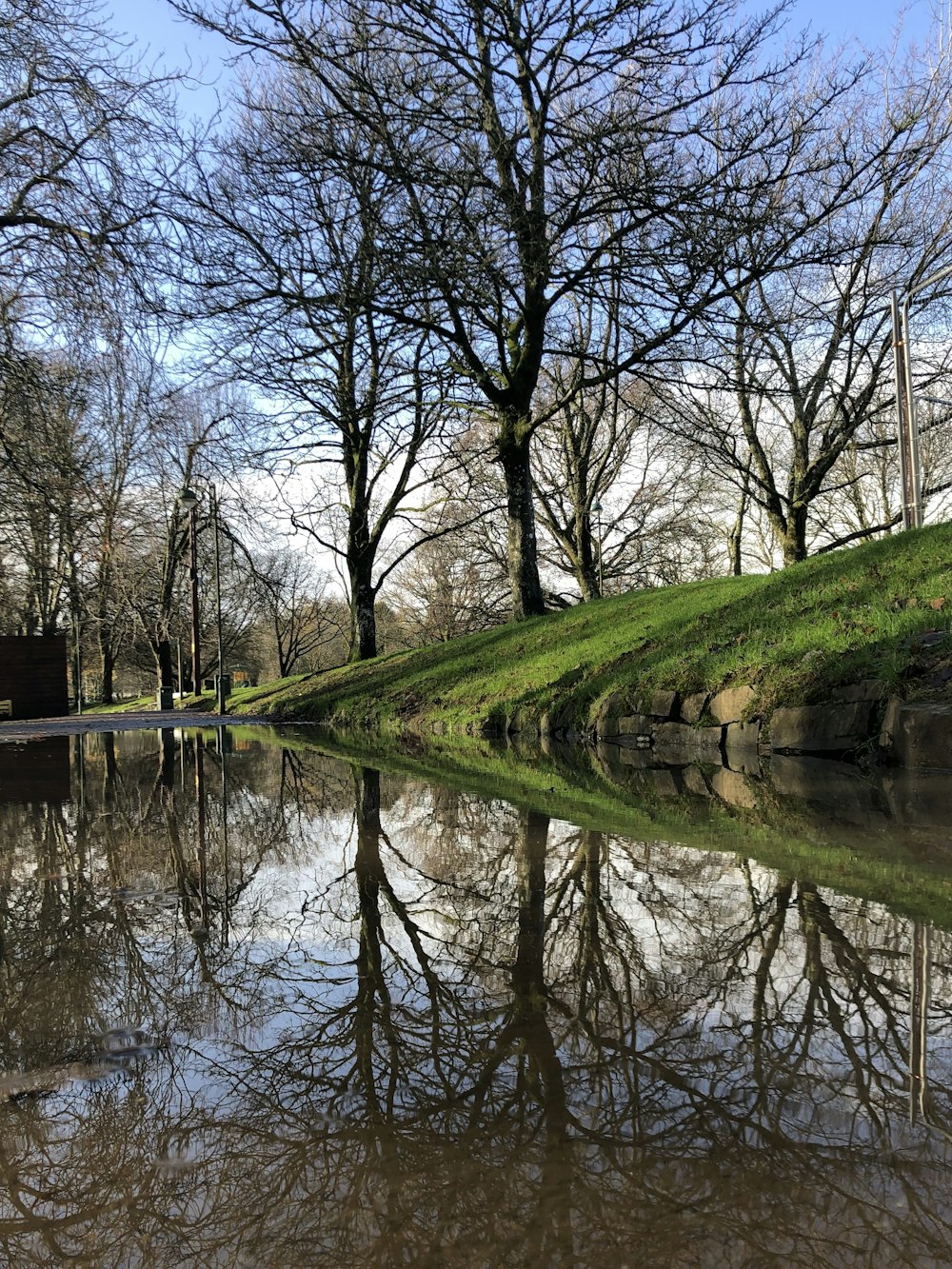 trees near body of water