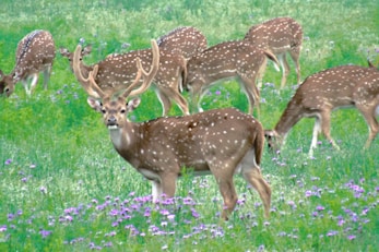 A herd of spotted deer grazing peacefully in a sunlit clearing near Vanya Resort.