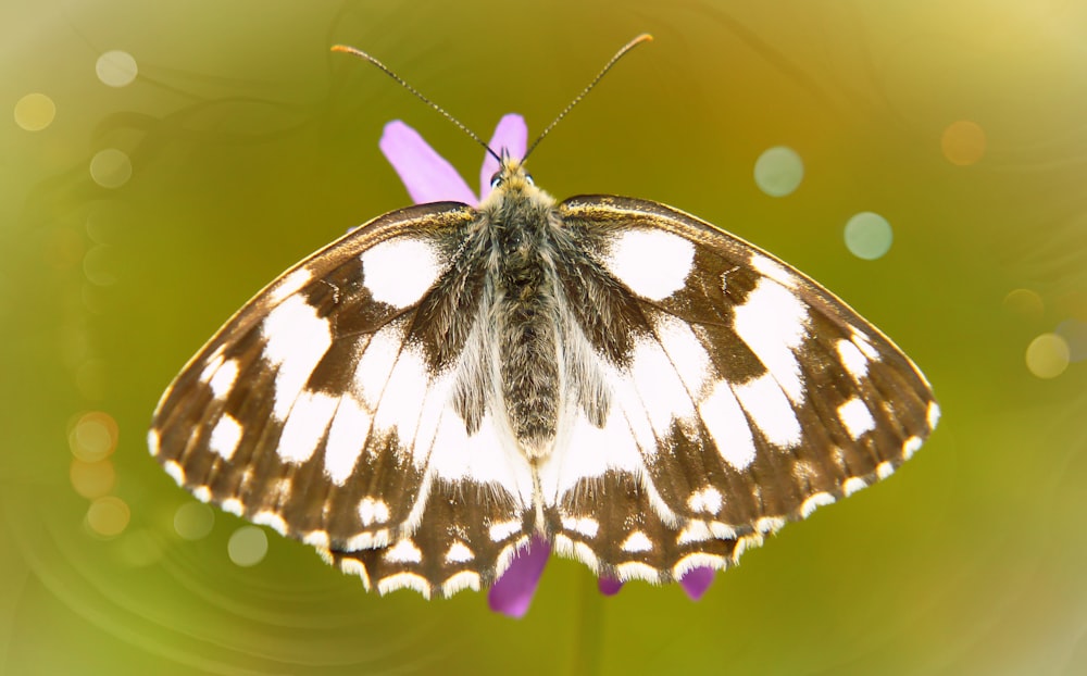 white and beige butterfly