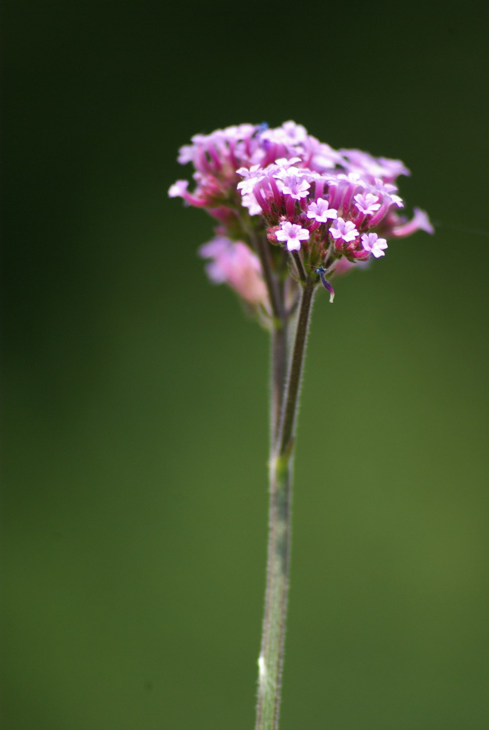 selective focus photography of pink clustered petaled flowers