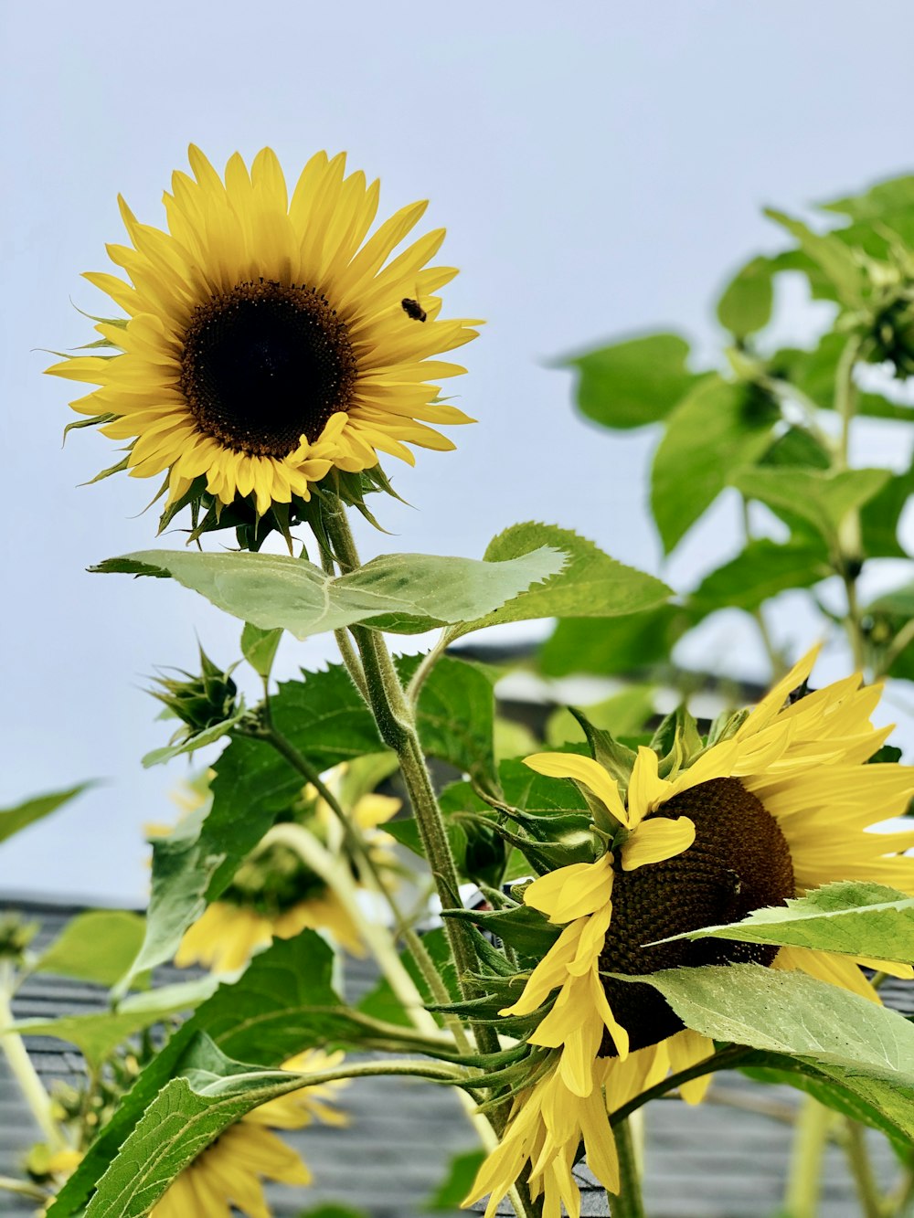 sunflower plants