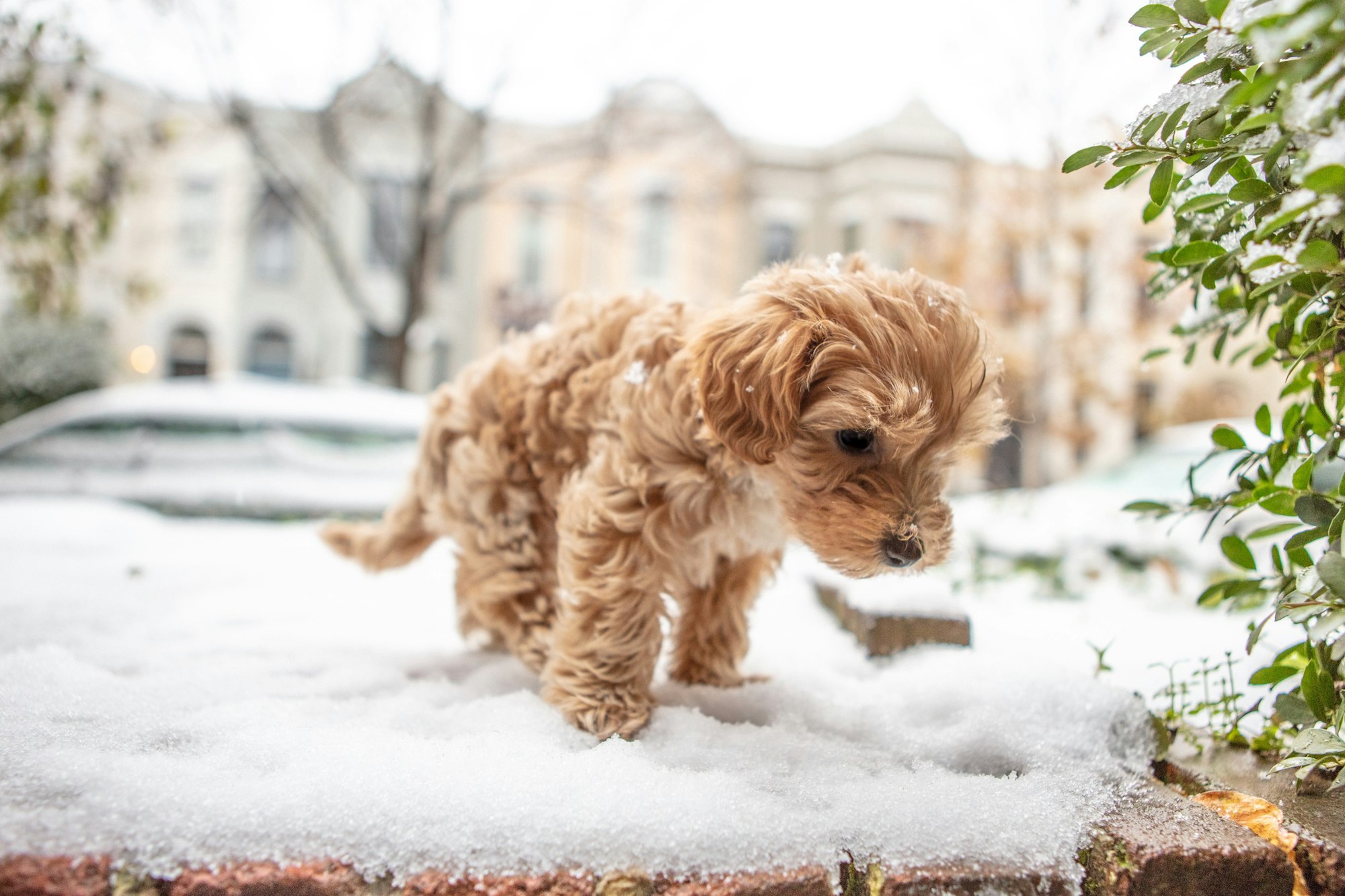 long-coated tan puppy on focus photography