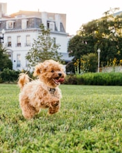 brown dog walking on grass