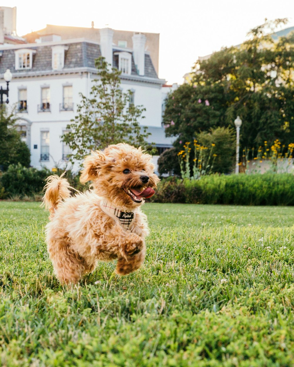 芝生の上を歩く茶色の犬