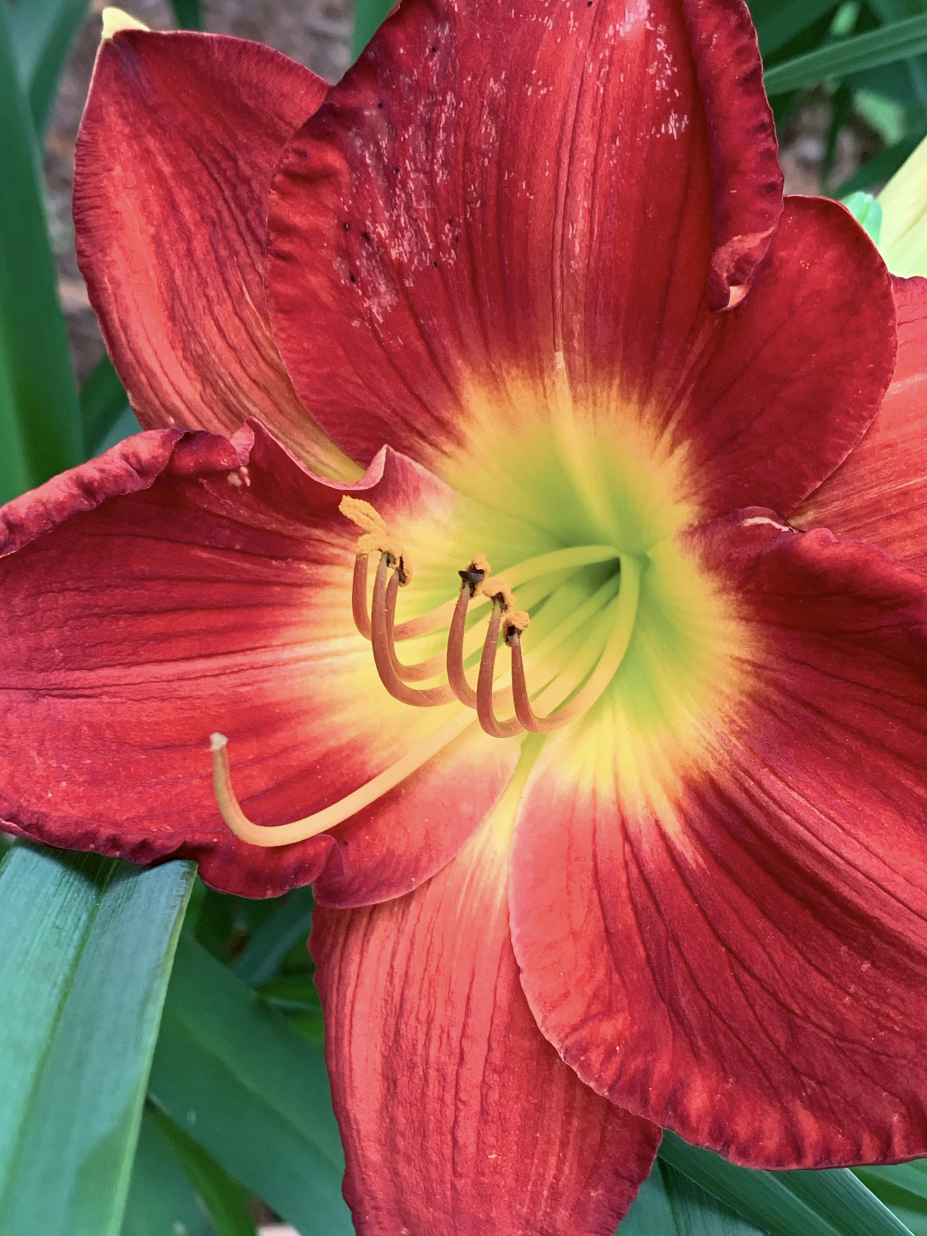 rote und gelbe Blume