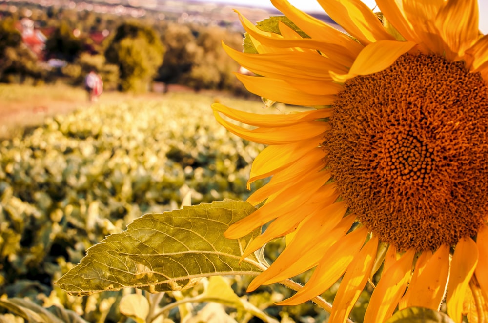 yellow sunflower