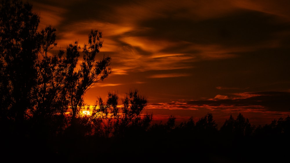 silhouette of trees under orange sky