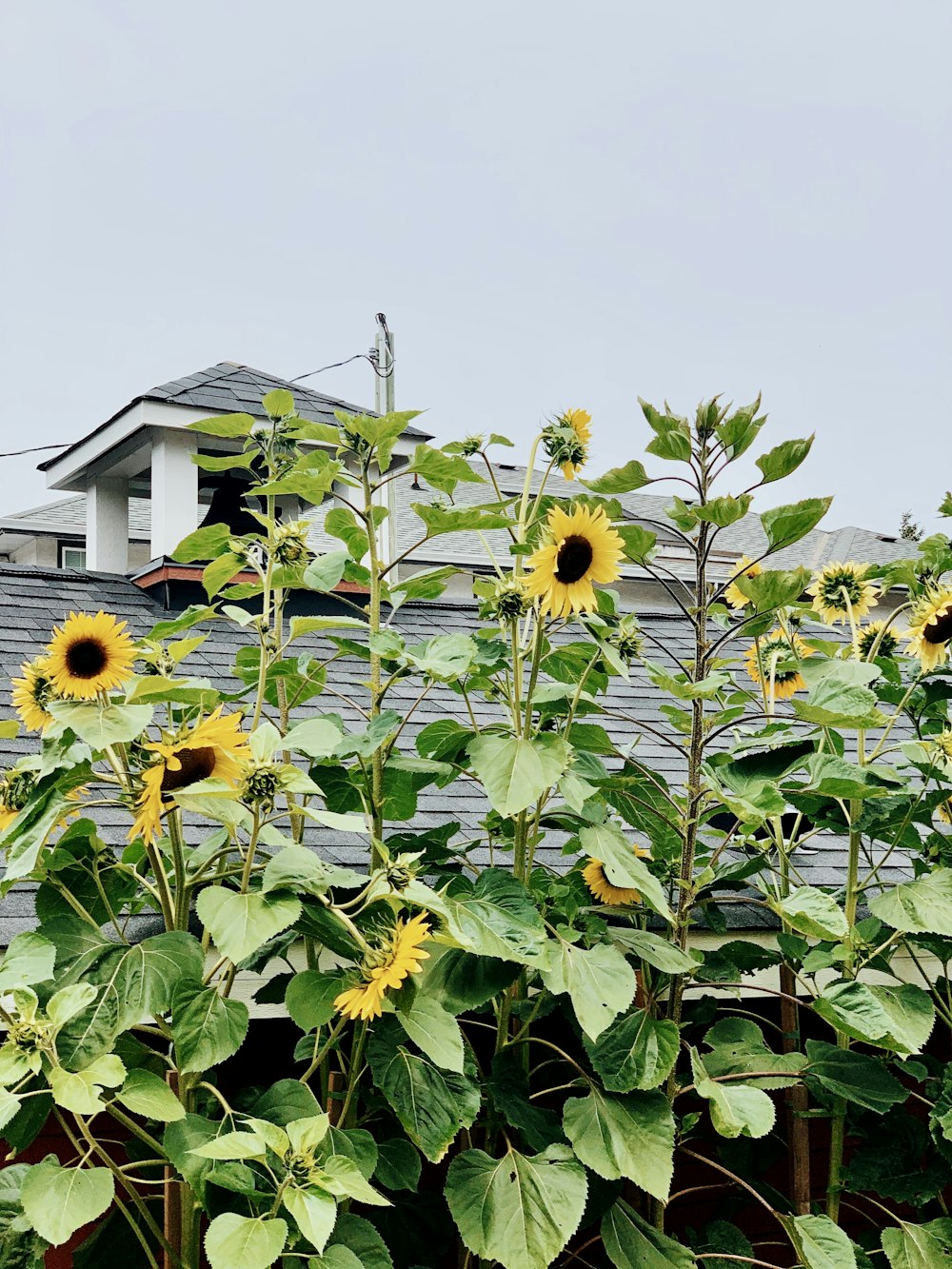 blooming yellow sunflower near house