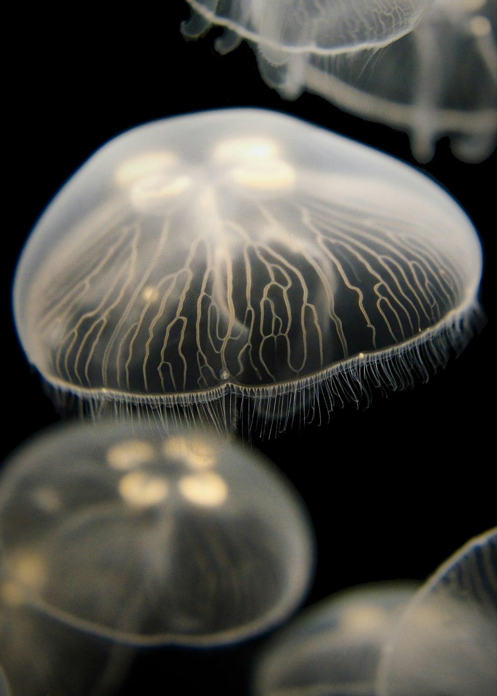 white jelly fish